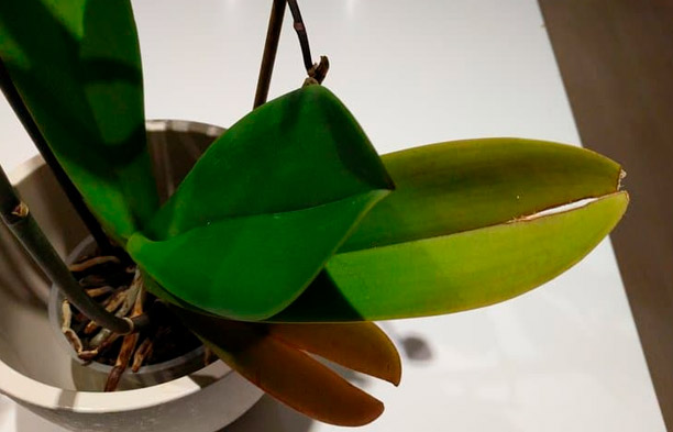 Proč listy orchidejí praskají? Příčiny a řešení